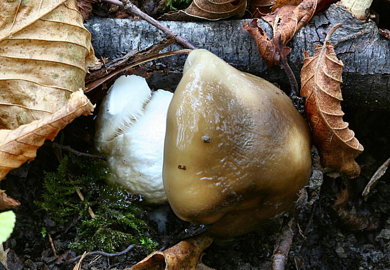 Hygrophurus latitabundus