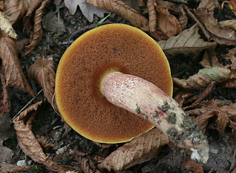 boletus luridus ?