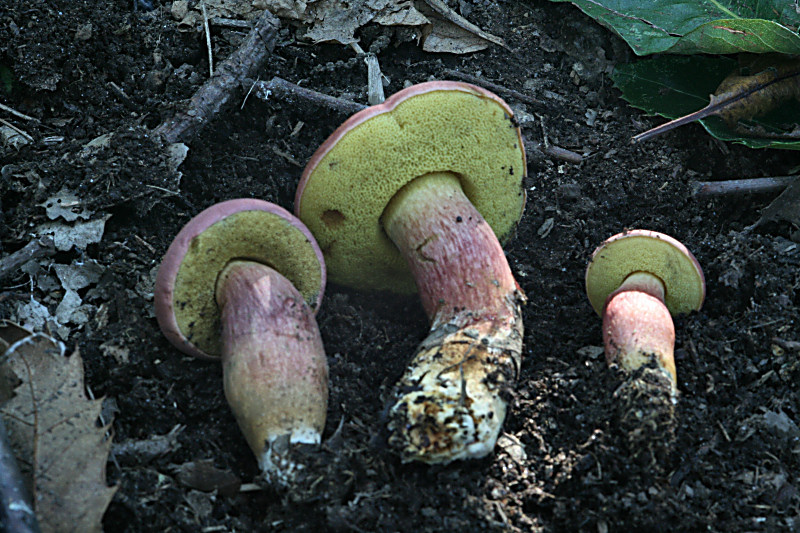 xerocomus armeniacus ?