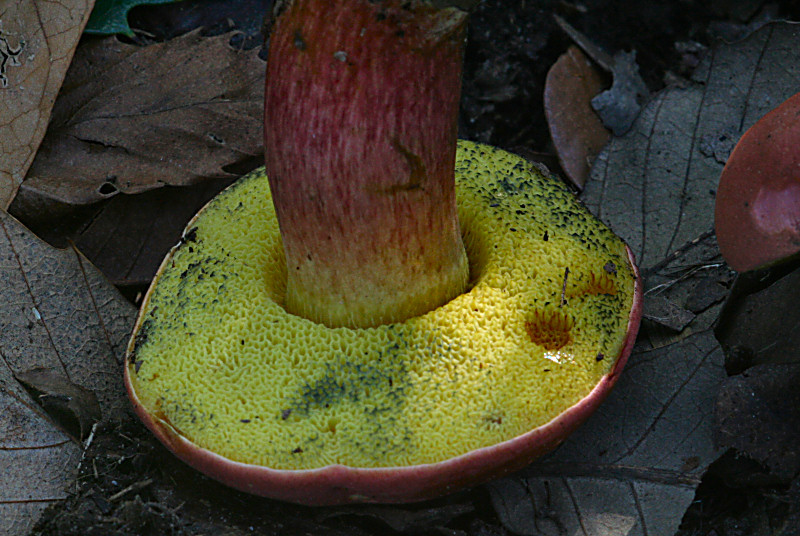 xerocomus armeniacus ?