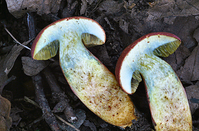 xerocomus armeniacus ?