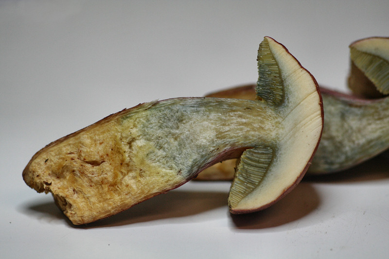 xerocomus armeniacus ?