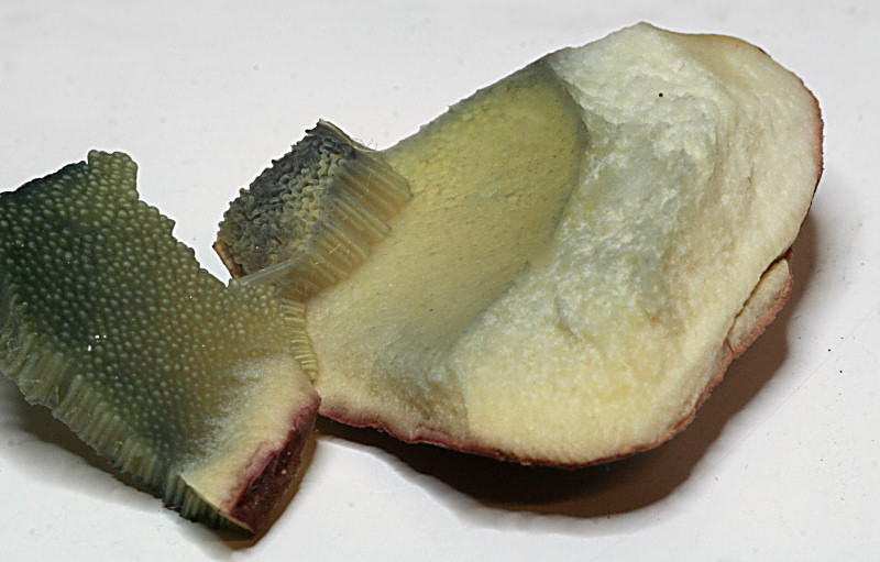 xerocomus armeniacus ?