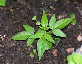 Coriaria myrtifolia / Coriaria, Sommacco provenzale