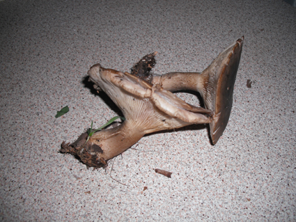 sar� facile (per voi)