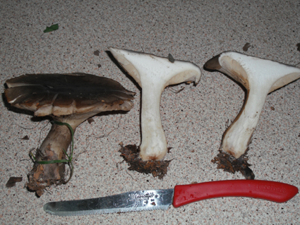 sar� facile (per voi)