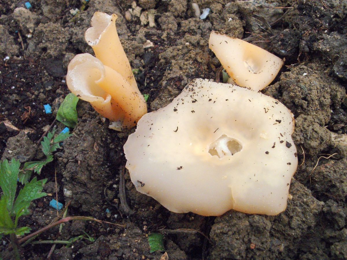 funghi della mia cantina (Tremiscus/Peziza)