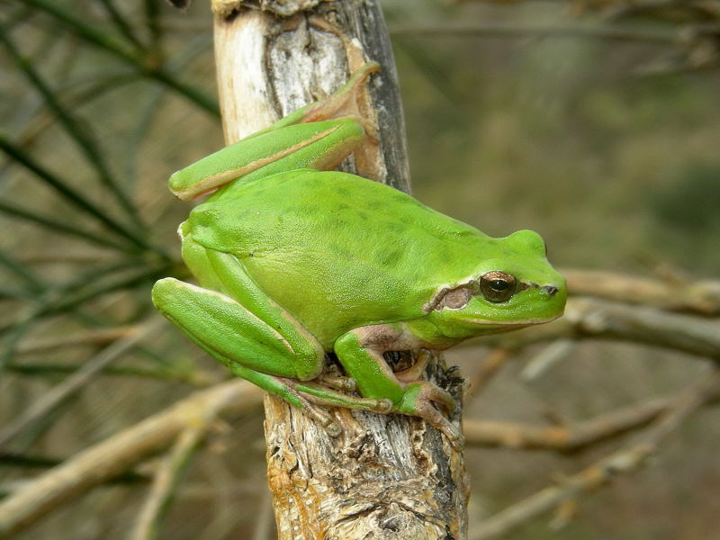 Pelodytes punctatus e Hyla meridionalis