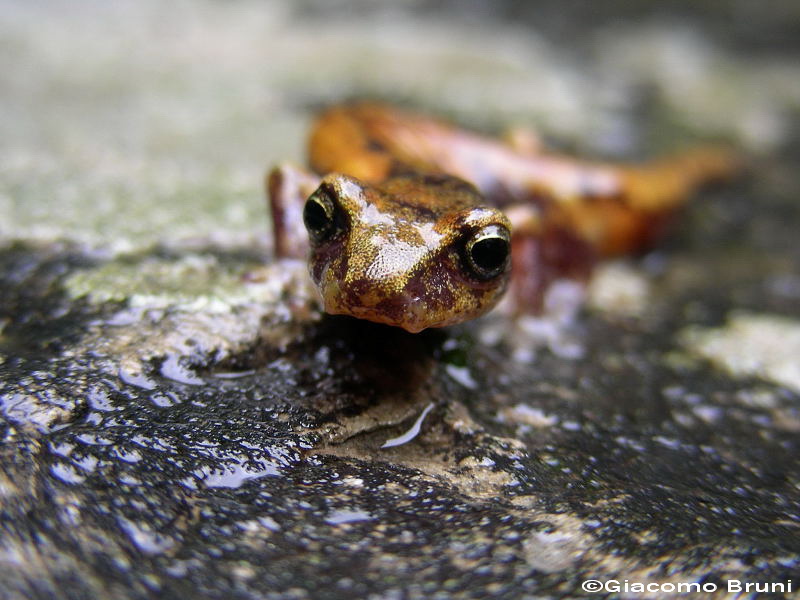 Corteggiamento geotritoni?? Hydromantes italicus