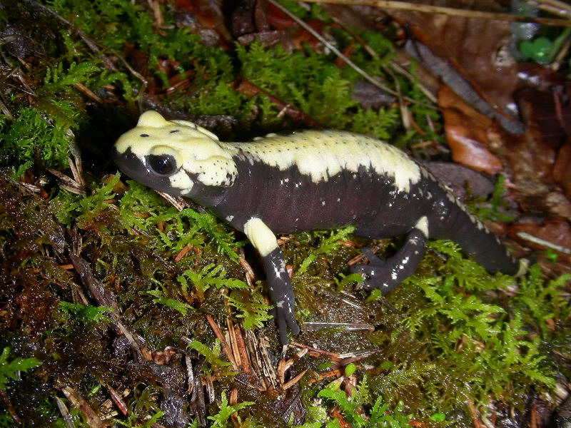 Salamandra atra aurorae