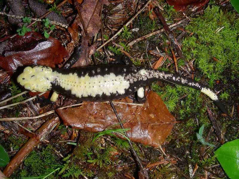 Salamandra atra aurorae