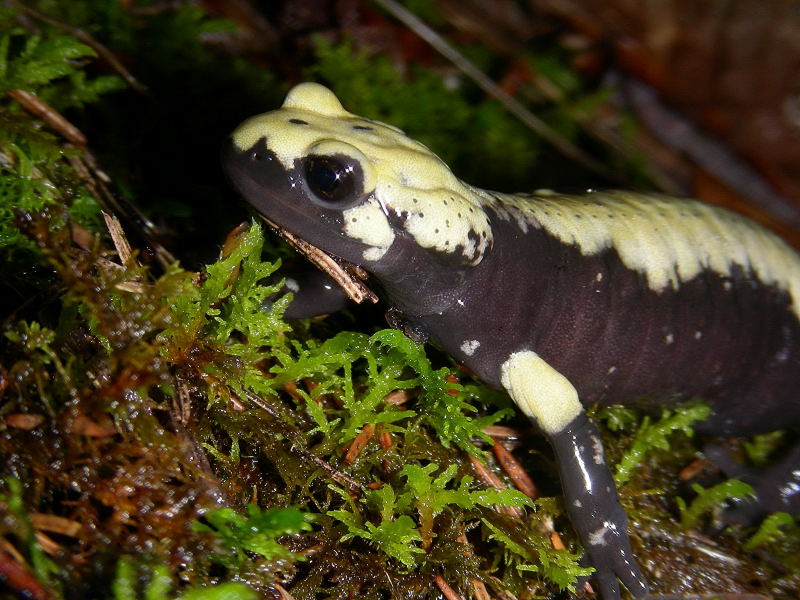 Salamandra atra aurorae