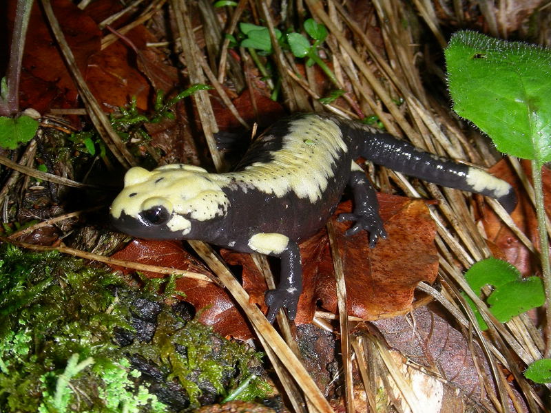 Salamandra atra aurorae