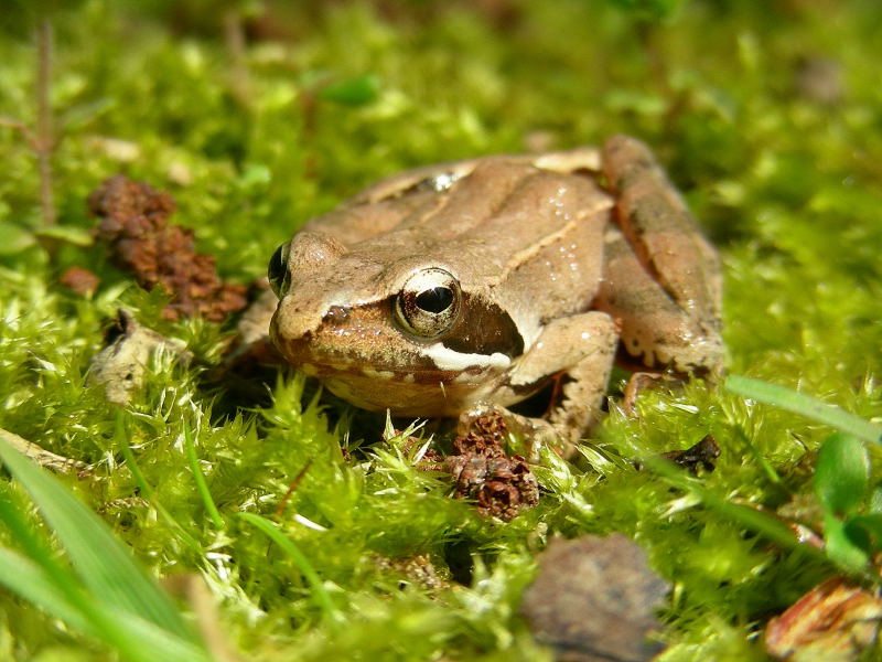 Rana di Lataste