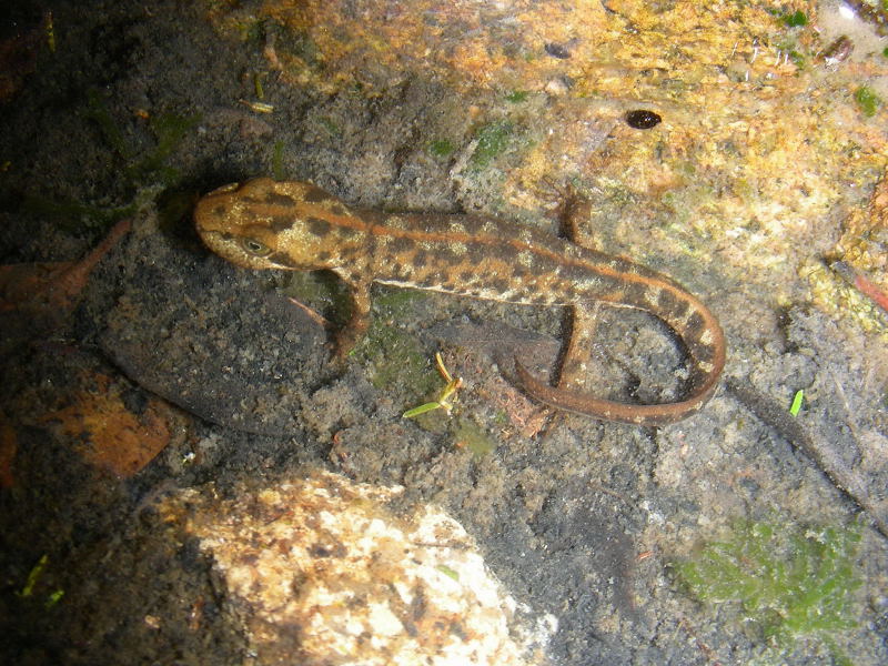 Tritone sardo, Euproctus platycephalus