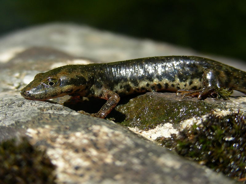 Tritone sardo, Euproctus platycephalus