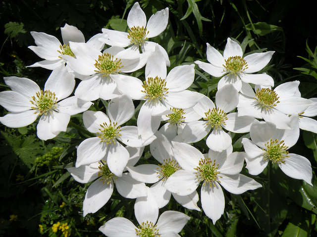 Anemone narcissiflora
