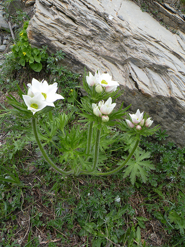Anemone narcissiflora