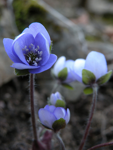Nella Val Bisagno - Hepatica nobilis e Tussilago farfara