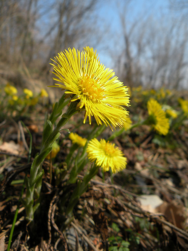Nella Val Bisagno - Hepatica nobilis e Tussilago farfara