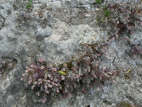 Ronda (Andalucia, Spagna) - Sedum mucizonia