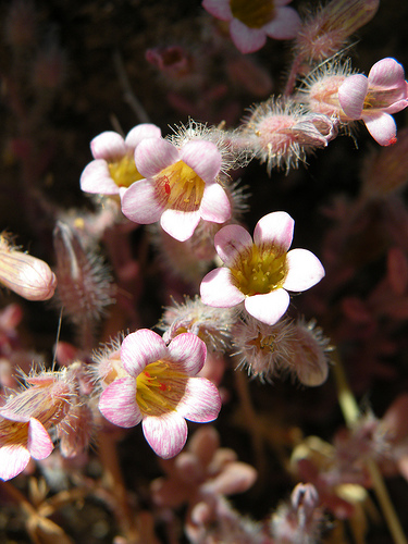 Ronda (Andalucia, Spagna) - Sedum mucizonia