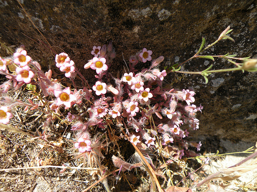 Ronda (Andalucia, Spagna) - Sedum mucizonia