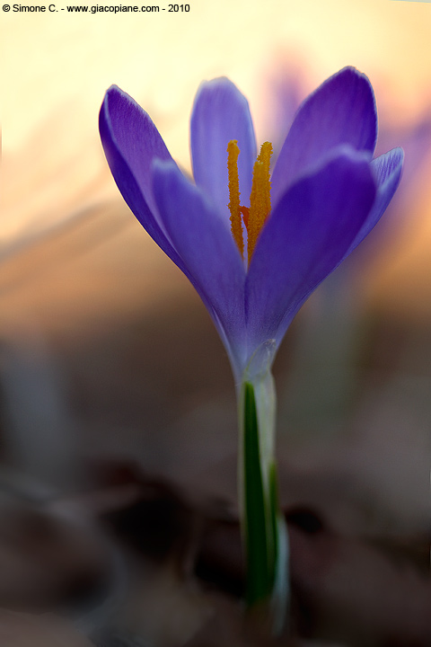 Crocus vernus  e Crocus sativus