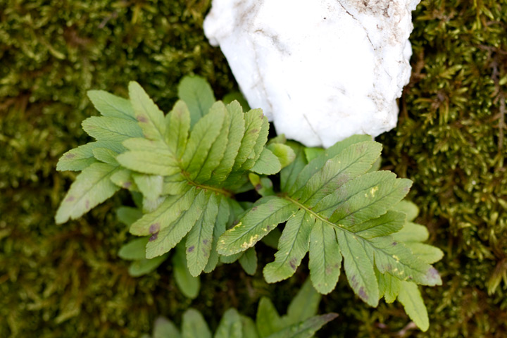 Polypodium sp.