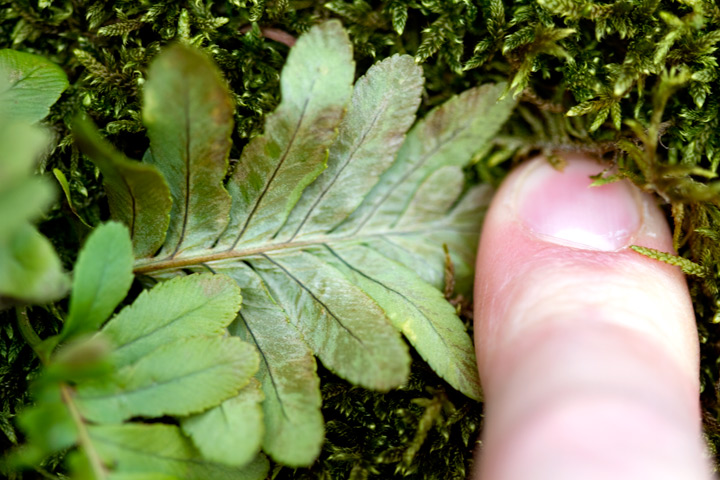 Polypodium sp.