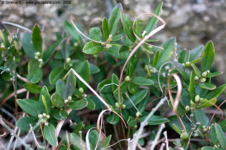 Polygala chamaebuxus