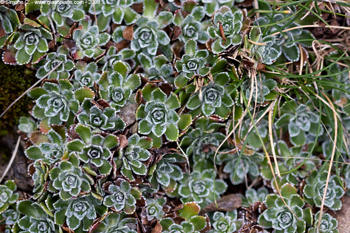 Saxifraga paniculata
