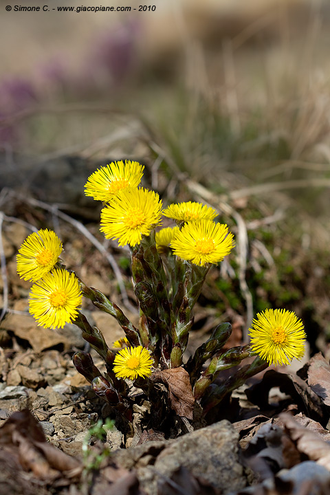 Tussilago farfara