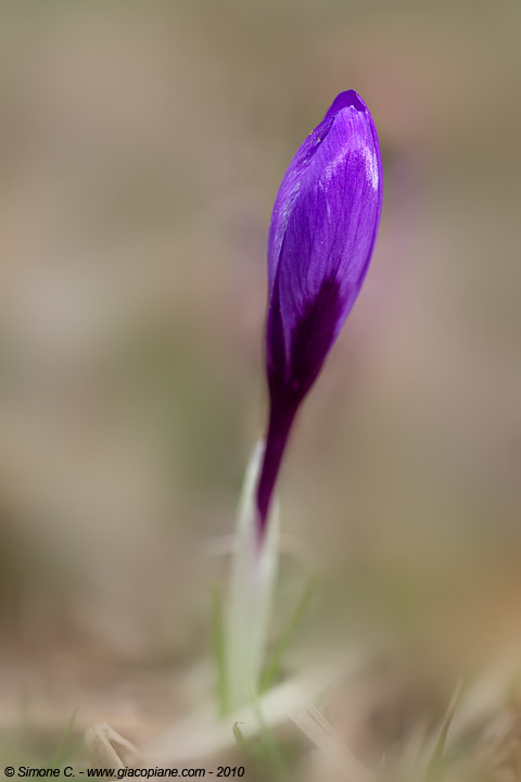 Crocus, ma che tipo? ma coincide con lo zafferano?