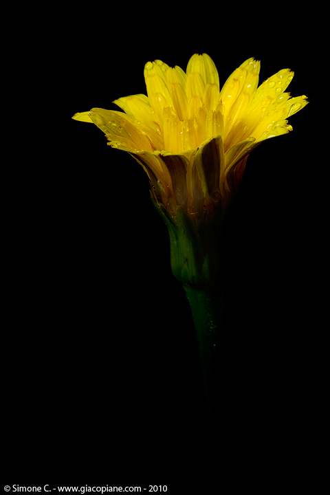 fire giallo a stelo lungo - Crepis capillaris ?