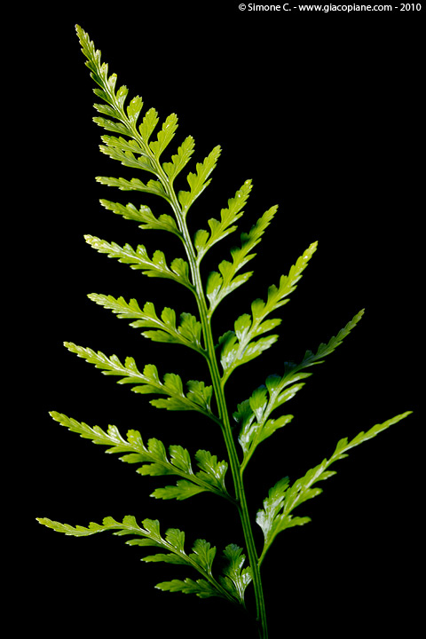 Asplenium cfr. adiantum-nigrum