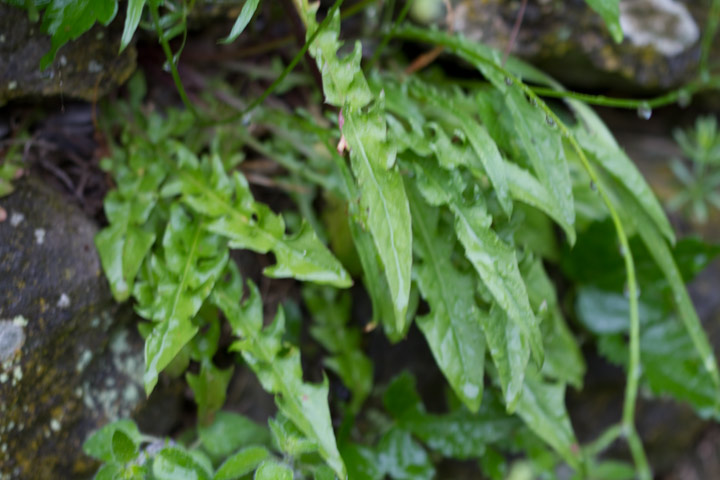 fire giallo a stelo lungo - Crepis capillaris ?