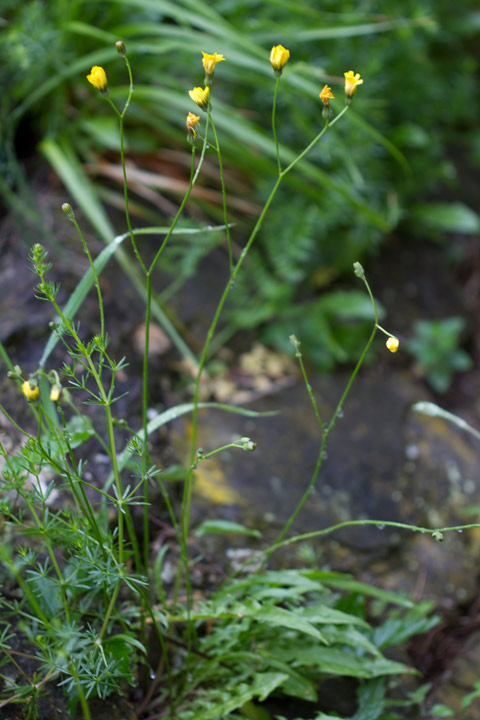 fire giallo a stelo lungo - Crepis capillaris ?