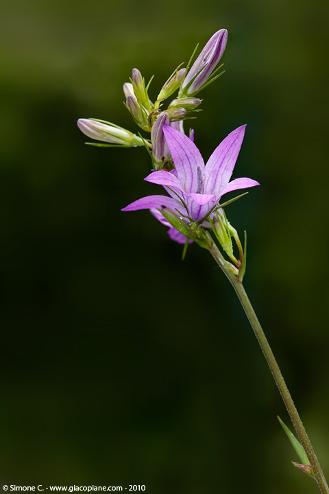 campana rosa - Campanula cfr.rapunculus