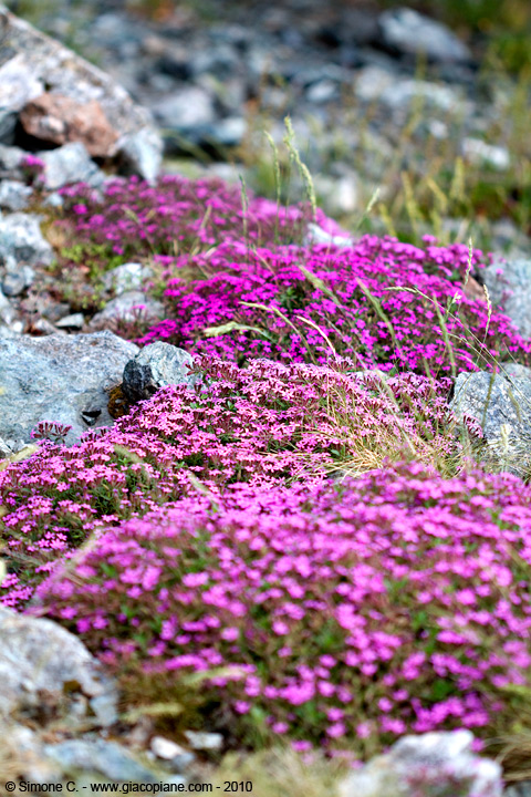 cuscini di fiori rosa - Saponaria ocymoides