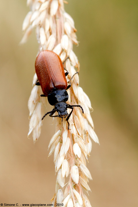 identificazione coleottero