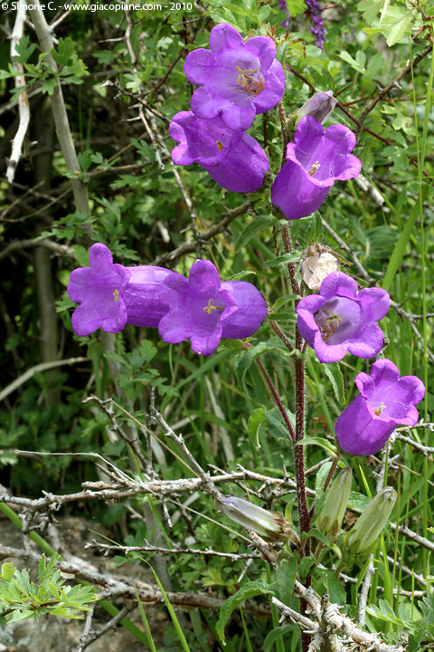 Campanula medium / Campanula toscana