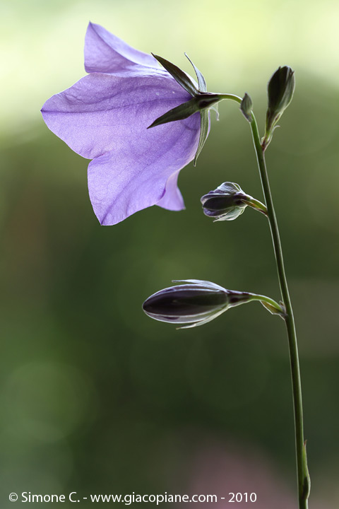 Campanula persicifolia
