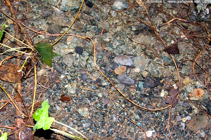 IDENTIFICAZIONE - piccolo anfibio - Rana italica