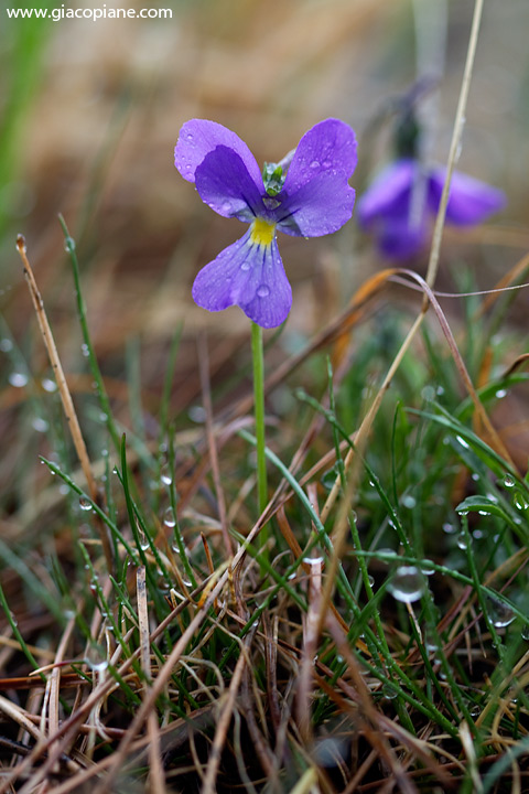 Viola calcarata L. s.l.
