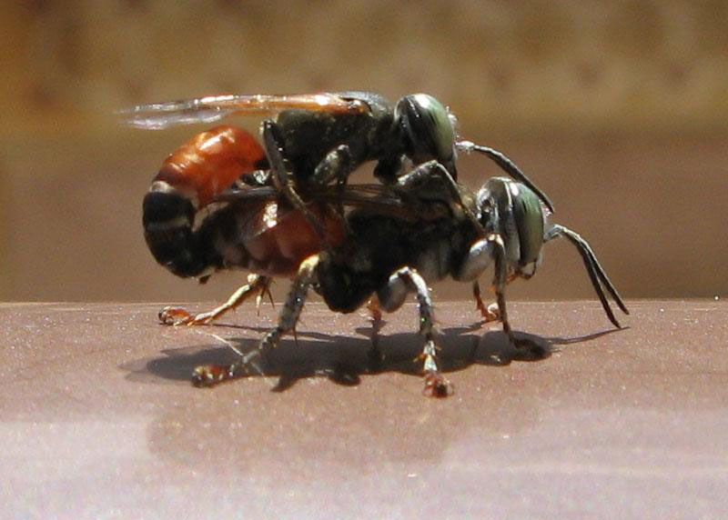 Tachytes sp. in accoppiamento