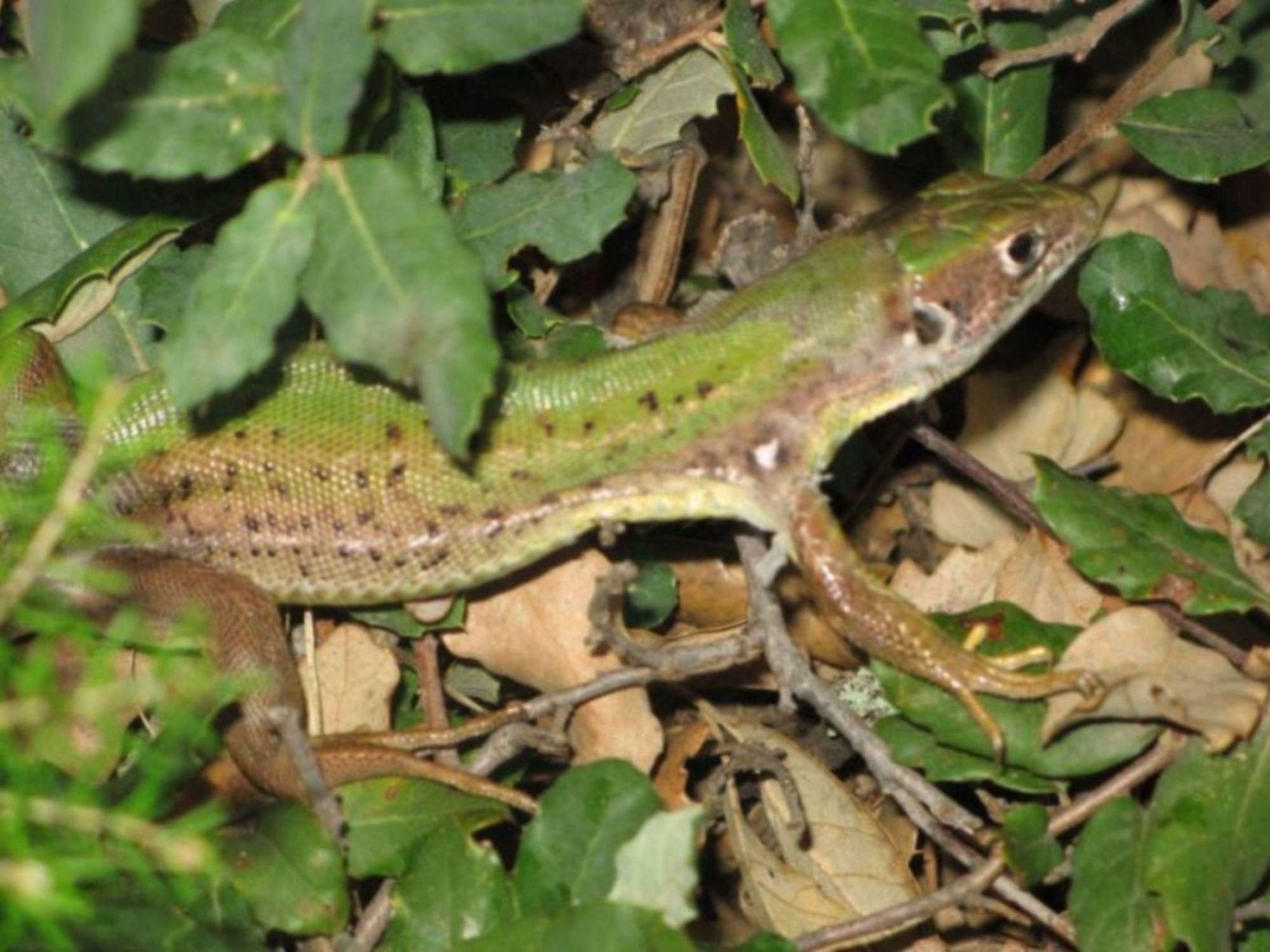 Lacerta bilineata o Podarcis wagleriana ?!?