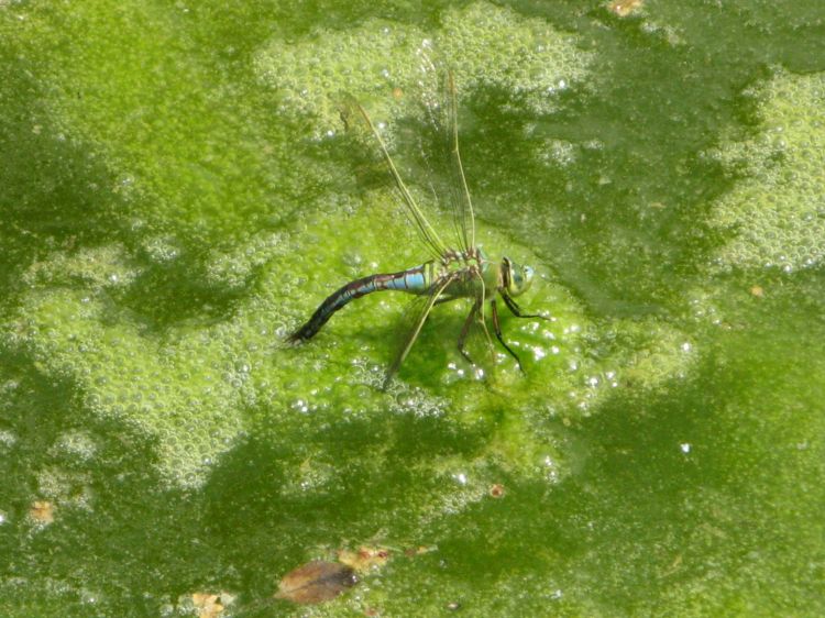 Conferma: Anax imperator, femmina in ovideposizione