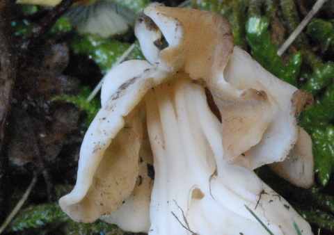 Helvella crispa