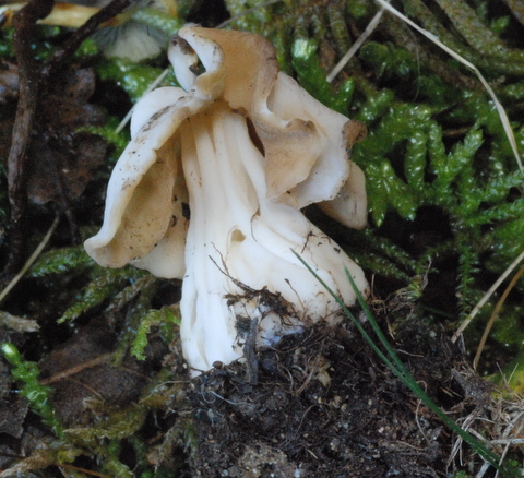 Helvella crispa